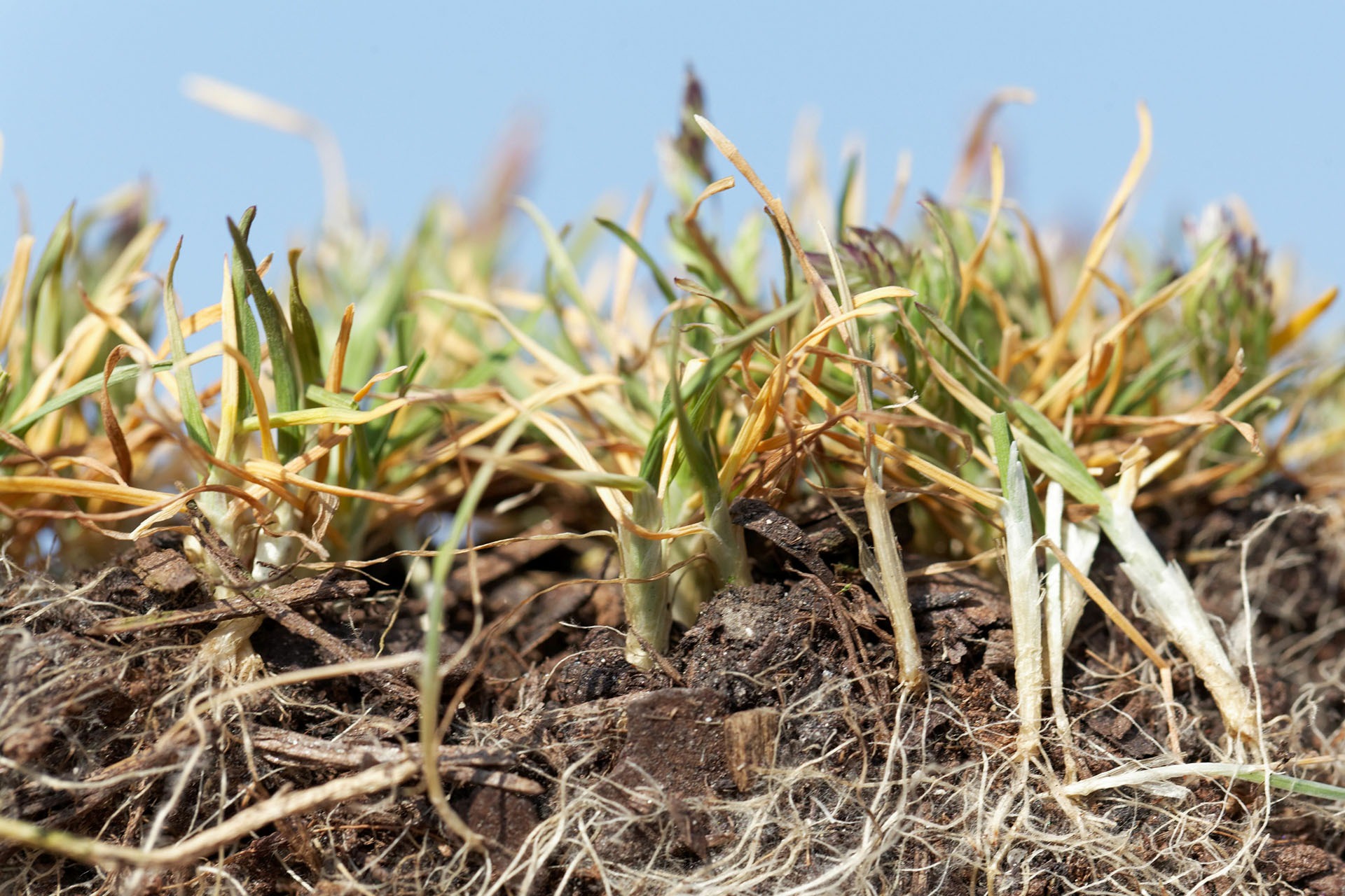 lawn dethatching
