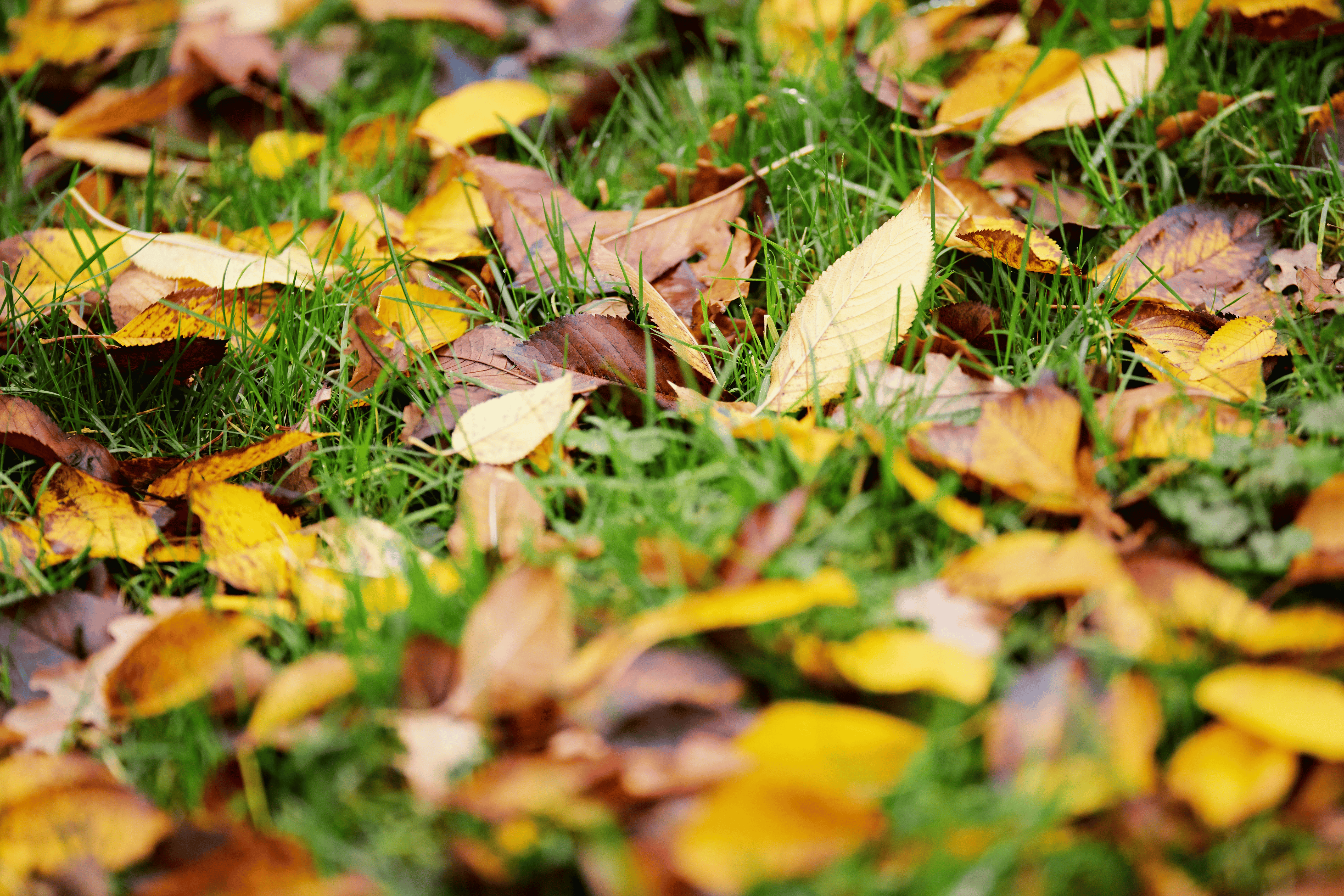 yard cleanups