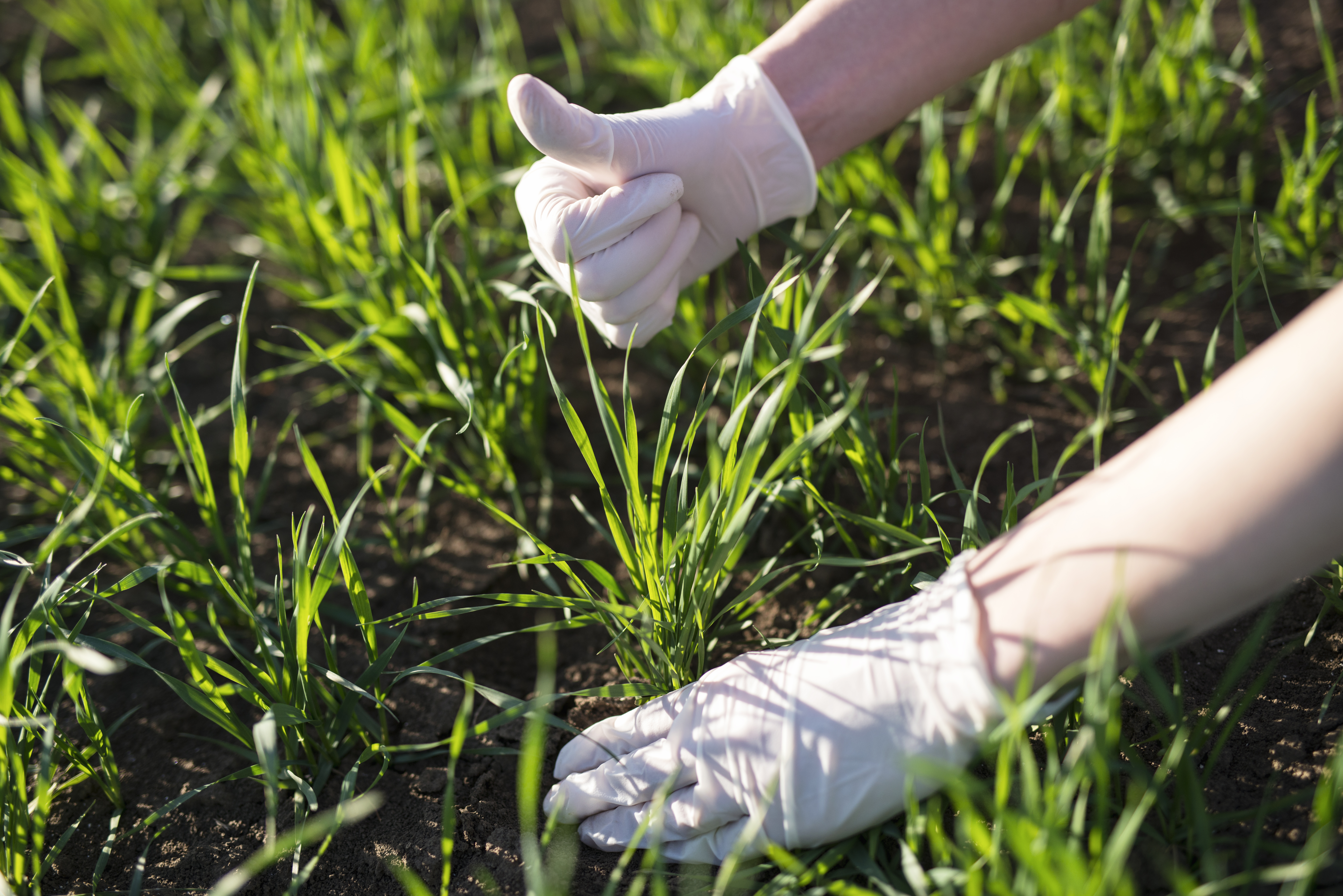 lawn fertilization in racine
