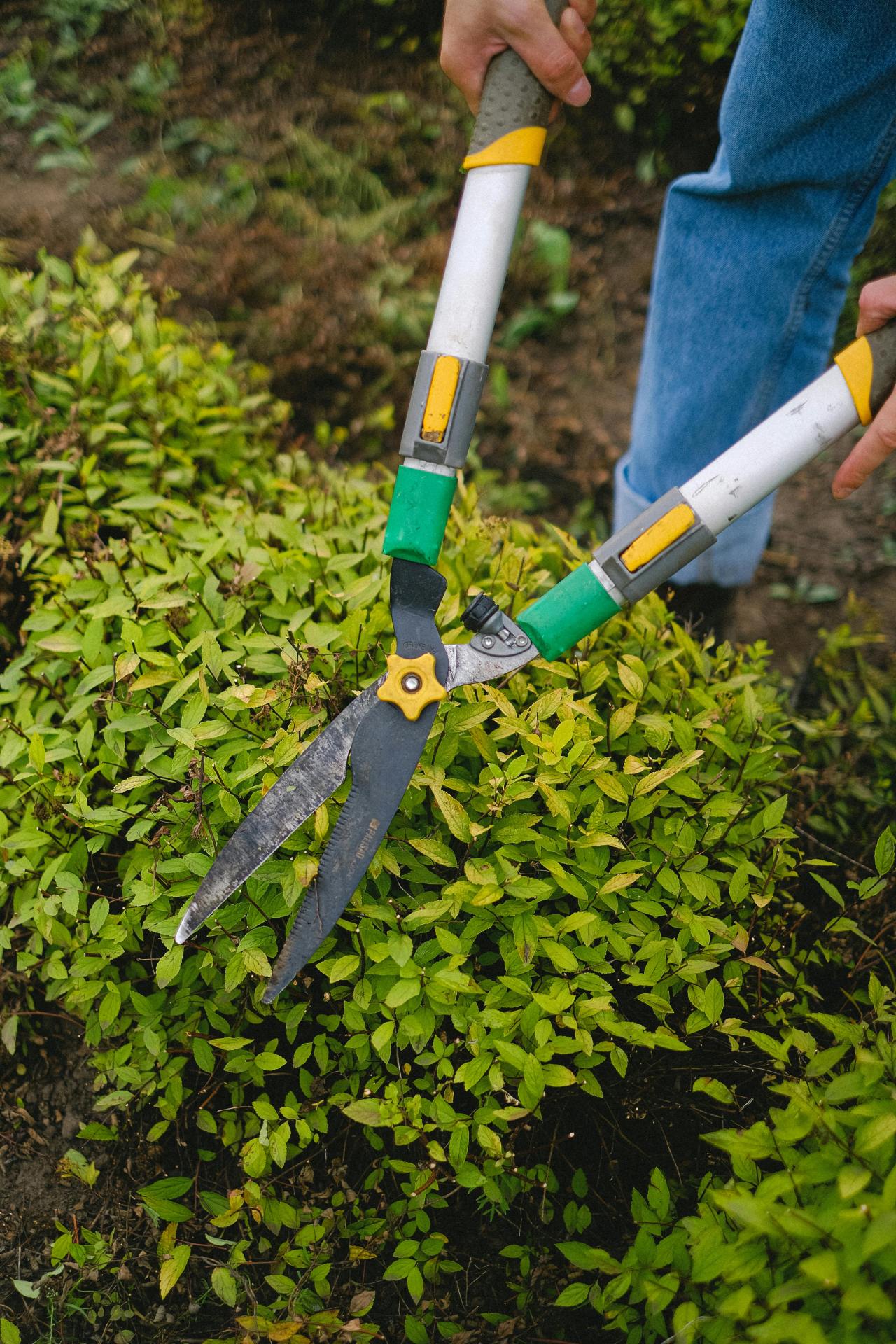 lawn maintenance services in racine,racine lawn care