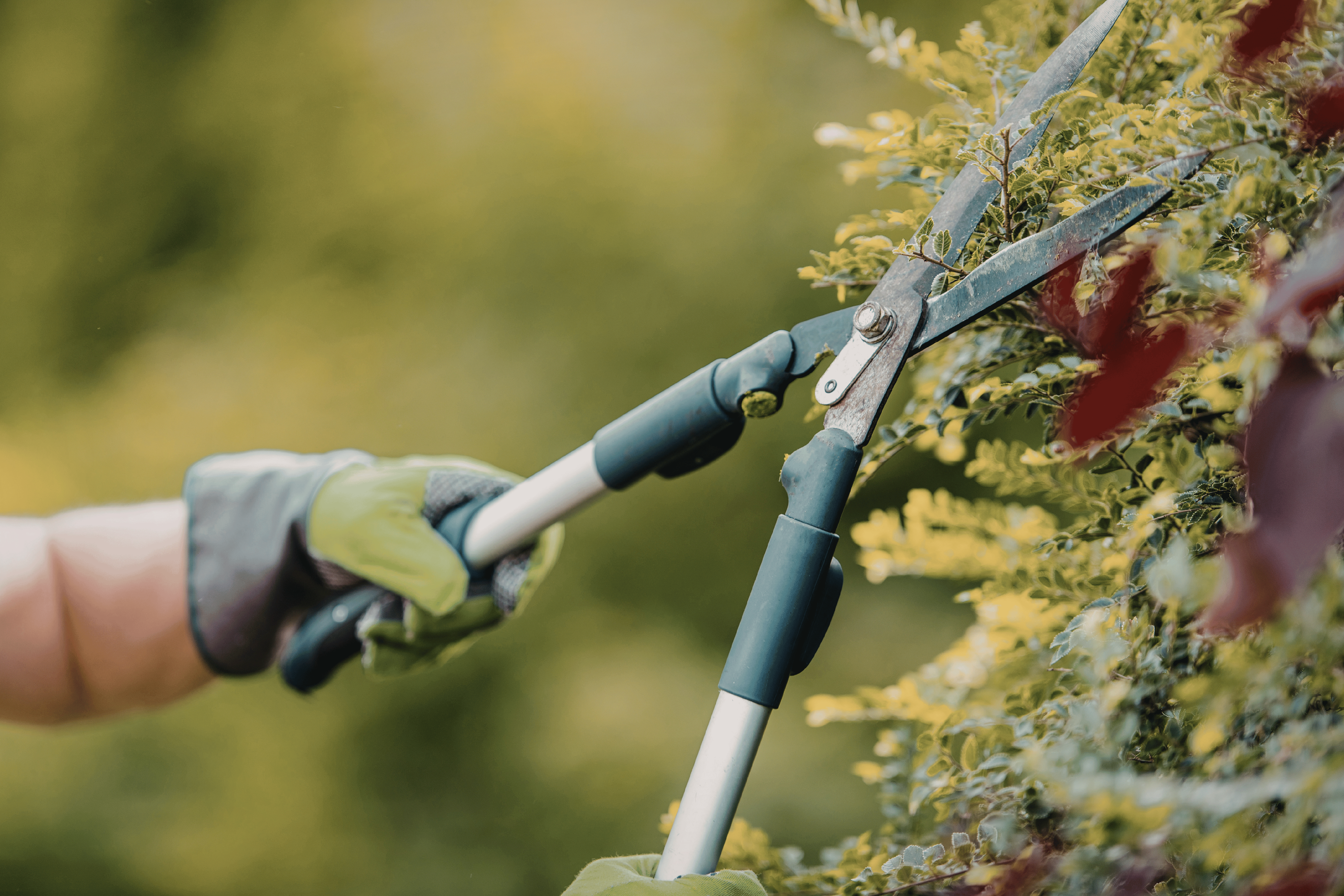 tree trimming in racine