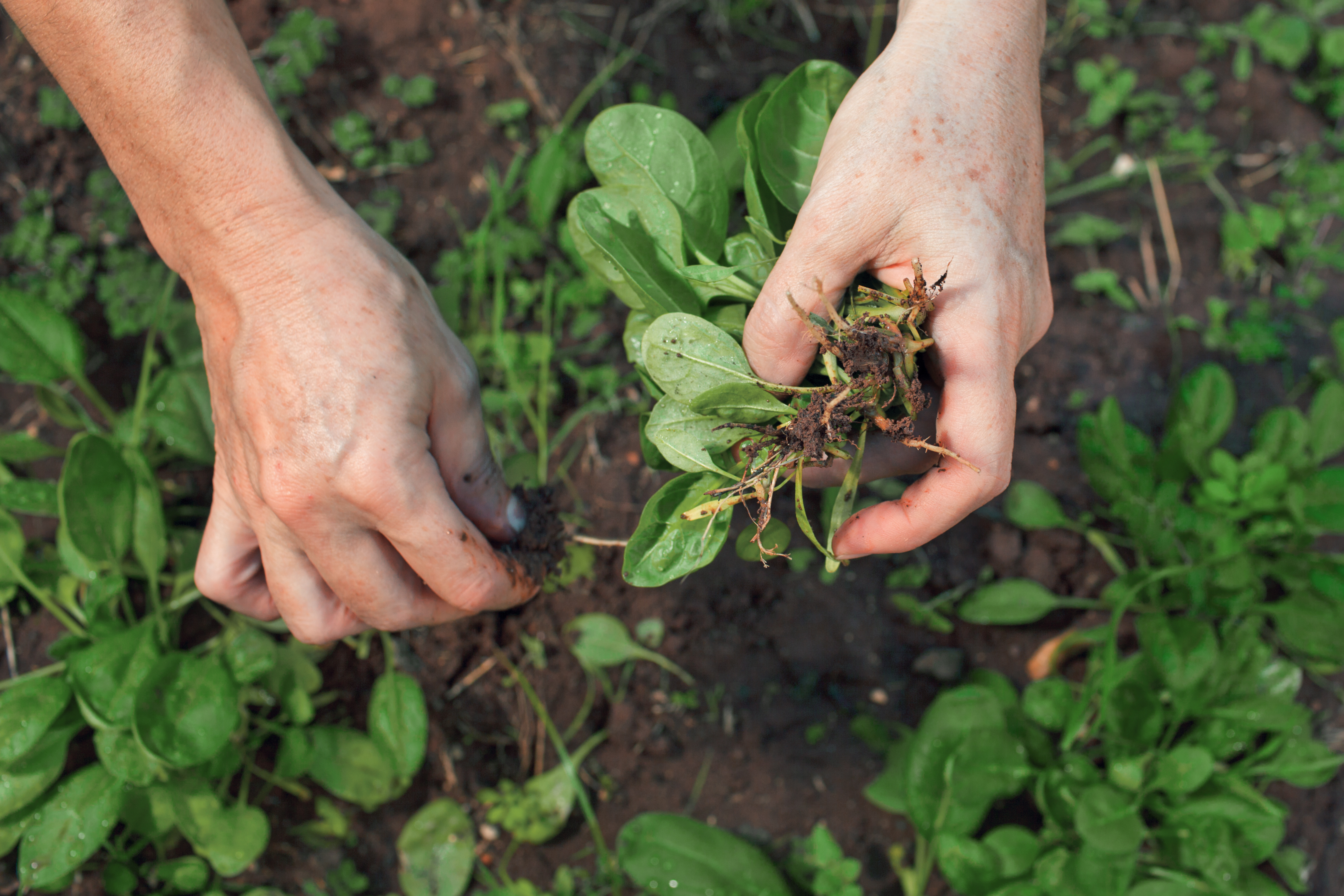 weed control in racine